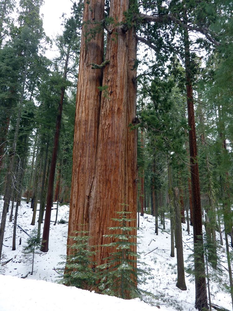 Sequoia parc(14).JPG